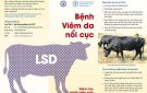 Bài tuyên truyền về bệnh viêm da nổi cục và cách phòng tránh trên đàn trâu, bò